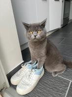 Mau – Boy British Shorthair, 3,5 jaar oud, Dieren en Toebehoren, Kater, Ingeënt, 3 tot 5 jaar