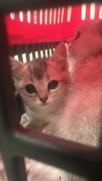 Bertus Kort haar kitten, Dieren en Toebehoren, Poes, Met stamboom, 0 tot 2 jaar