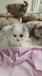 Lieve pomeriaan puppies, Dieren en Toebehoren, 8 tot 15 weken, Meerdere, Meerdere dieren, Nederland