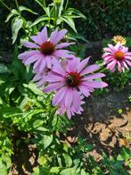 Echinacea purpurea zonnehoed, Ophalen, Eenjarig, Overige soorten, Volle zon