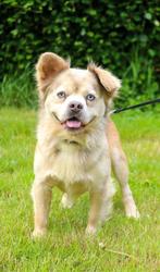 Franse bulldog dekreu merle fluffy alx4 en eA-gen!, Particulier, Rabiës (hondsdolheid), Reu, 1 tot 2 jaar