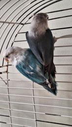 Mooie koppel agapornis, Meerdere dieren, Dwergpapegaai of Agapornis