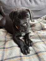 Cane Corso x Golden Retriever, Dieren en Toebehoren, Honden | Niet-rashonden, Rabiës (hondsdolheid), Reu, 8 tot 15 weken, Meerdere