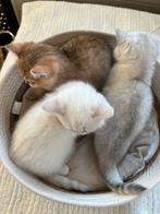 Britse Korthaar kittens pure ras, Dieren en Toebehoren, Katten en Kittens | Raskatten | Korthaar, Poes, Ontwormd, 0 tot 2 jaar