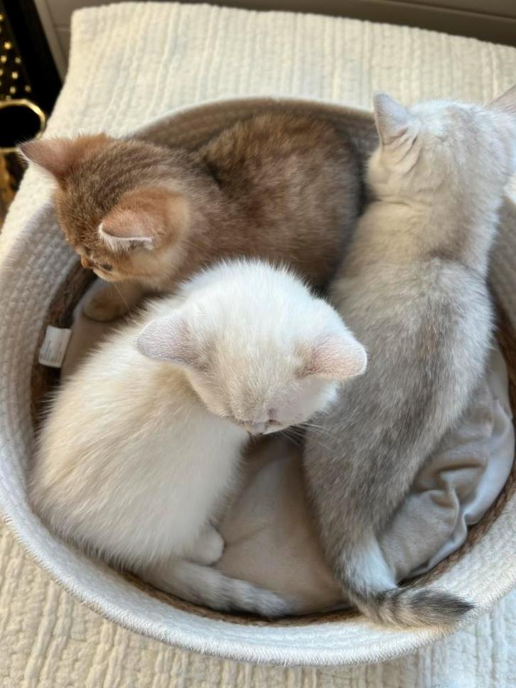 Britse Korthaar kittens pure ras, Dieren en Toebehoren, Katten en Kittens | Raskatten | Korthaar, Poes, 0 tot 2 jaar, Ontwormd