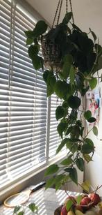 Witte houten jaloezieën - 3 stuks, Ophalen, Gebruikt, Wit, 50 tot 100 cm