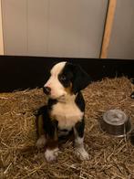 1 reutje, grote zwitserse sennenhond, Reu, 8 tot 15 weken, Groot, Meerdere