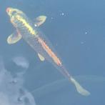 Koi's mogen de vijver verlaten, Dieren en Toebehoren, Vissen | Vijvervissen, Karper of Koi