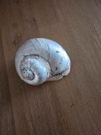 leuke schelp, Ophalen of Verzenden, Schelp(en)