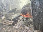 Piranha's 15 cm+, Vis