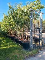 meerstammige zevenzonenboom heptacodium miconoides, Overige soorten, Zomer, Ophalen, Volle zon