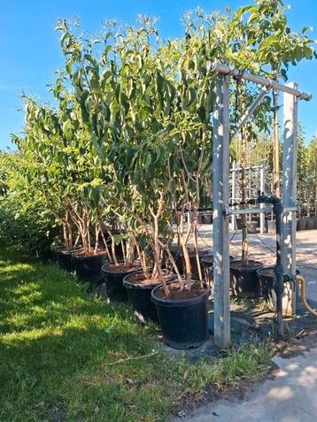 meerstammige zevenzonenboom heptacodium miconoides  beschikbaar voor biedingen