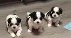 Boomer pups kruising Lhasa Apso - Maltezer 8 weken, Dieren en Toebehoren, Honden | Niet-rashonden, 8 tot 15 weken, CDV (hondenziekte)