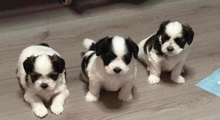 Boomer pups kruising Lhasa Apso - Maltezer 8 weken, Dieren en Toebehoren, Honden | Niet-rashonden, Meerdere dieren, Particulier