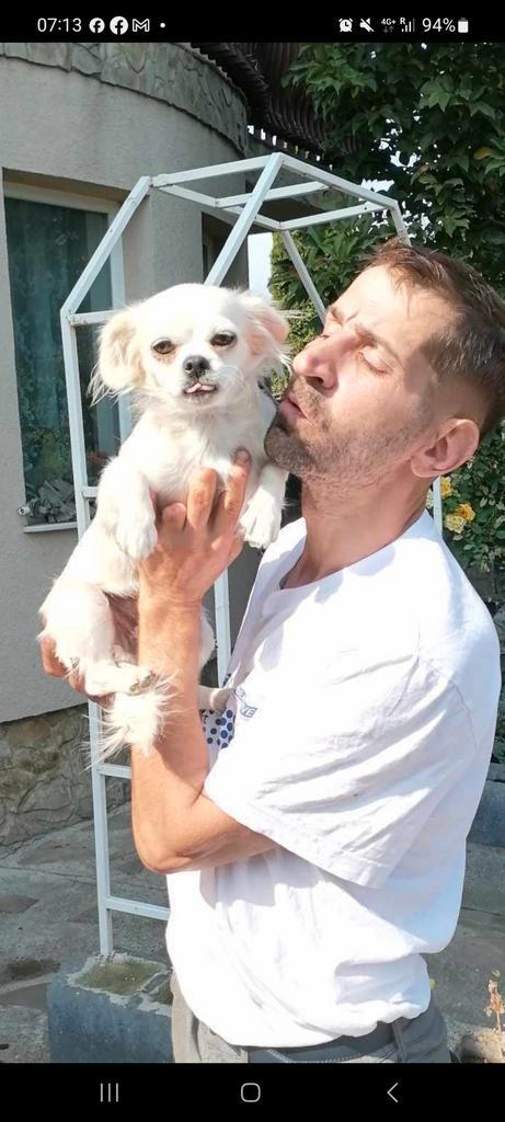 Gastgezinnen gezocht voor kleinblijvende 'volwassen hondjes, Diensten en Vakmensen, Dieren | Honden | Verzorging, Oppas en Les