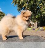 Dwergkees/ Pomeriaan, 15 weken tot 1 jaar, Reu, Eén hond, Nederland