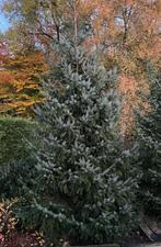 Kerstboom Servische Spar, Tuin en Terras, Planten | Bomen, Bloeit niet, Overige soorten, 250 tot 400 cm, Ophalen