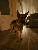 Lieve Mechelse herder teef, Dieren en Toebehoren, Parvo, 1 tot 2 jaar, Teef, Eén hond