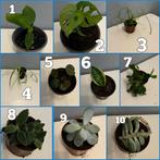 Diverse stekjes van kamerplanten pot 7-11cm, Ophalen, Overige soorten, Minder dan 100 cm