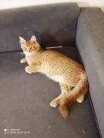 Russische Maine Coon kittens, Meerdere dieren, Ontwormd