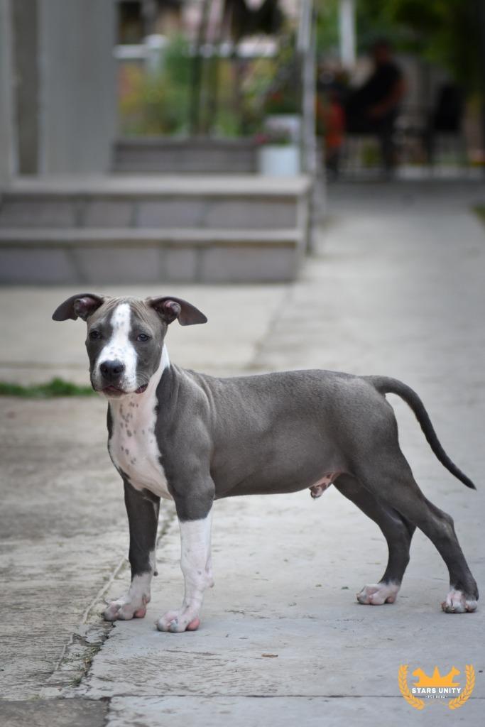 Blauwe Amerikaanse Staffordshire Terriër reu, Dieren en Toebehoren, Honden | Jack Russells en Terriërs, Reu, American Staffordshire Terriër