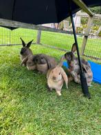 Makke konijnen, Dieren en Toebehoren, Meerdere dieren, Middelgroot, Hangoor