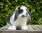Mooi NHD voedstertje!, Dieren en Toebehoren, Konijnen, Vrouwelijk, Dwerg, Hangoor, 0 tot 2 jaar