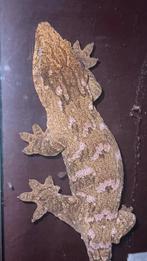 Rhacodactylus leachianus 0.1 pure pine island, Hagedis