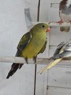 Bergparkieten, Dieren en Toebehoren, Vogels | Parkieten en Papegaaien, Meerdere dieren, Parkiet