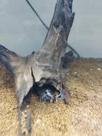 Synodontis dwarf, Vis, Zoutwatervis