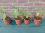 Stekjes trompet plant, Ophalen of Verzenden, Zomer, Volle zon