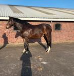 Super brave en lieve allround  5 jarige ruin, Dieren en Toebehoren, Paarden, Springpaard, Met stamboom, Ruin, 3 tot 6 jaar