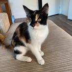 5 sterren ️️️️️ huisje geziocht voor onze binky., Poes, Kortharig, 3 tot 5 jaar