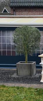 Bloembak met olijfboom, Ophalen, Vierkant, Kunststof, 30 tot 60 cm