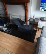 Konijntjes broer en zus, Dieren en Toebehoren, Ophalen
