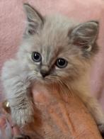 Ragdoll kitten, Dieren en Toebehoren, Katten en Kittens | Raskatten | Langhaar