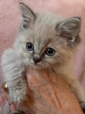Ragdoll kitten beschikbaar voor biedingen