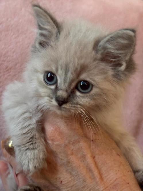 Ragdoll kitten, Dieren en Toebehoren, Katten en Kittens | Raskatten | Langhaar