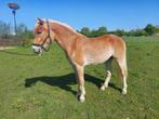 Chique 2 jarige haflinger ruin, Onbeleerd, 0 tot 2 jaar, Gechipt, Minder dan 160 cm