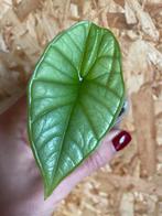 Alocasia Platinum stekje, Ophalen of Verzenden, Halfschaduw, Minder dan 100 cm