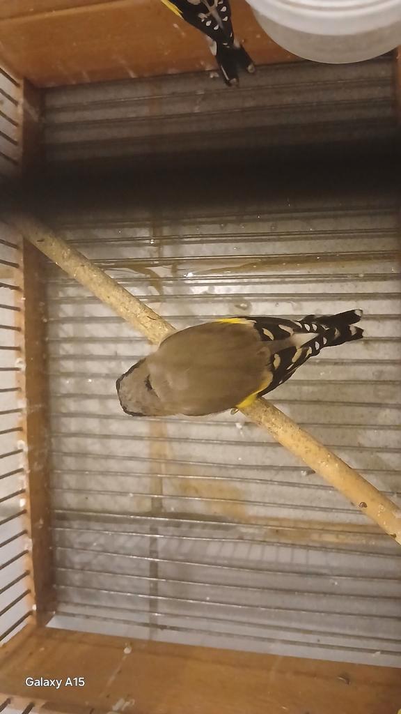 -Een-koopel-Echt jonge parvas putters Zuiver  jaar 2025 (DZ), Dieren en Toebehoren, Vogels | Overige Vogels, Wildzangvogel, Mannelijk