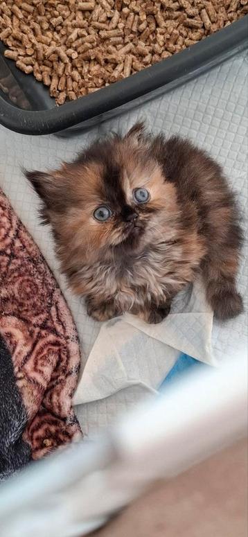 Kitten , perische poesje beschikbaar voor biedingen
