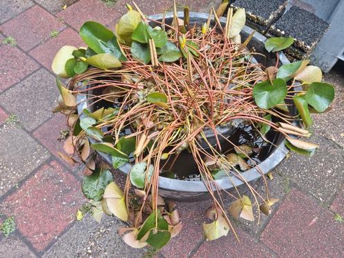 MEGA MEGA Lelie ! Lelie lelies vijverplanten waterplant roze, Tuin en Terras, Vijver-toebehoren, Zo goed als nieuw, Overige typen