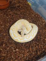 Koningspython python regius, Slang