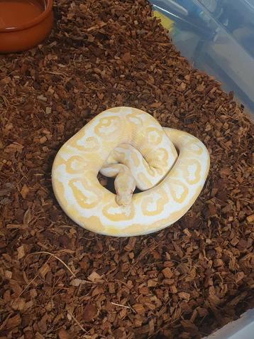 Koningspython python regius  beschikbaar voor biedingen