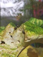 Aquarium slakken, Ophalen of Verzenden, Nieuw, Plant(en), Steen of Hout