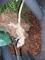 Wimpergekko man en meer, Hagedis, 0 tot 2 jaar