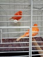 te koop mooi kanarie Manen 2025 zonder kooi, Dieren en Toebehoren, Vogels | Kanaries, Mannelijk