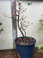 Jonge Eik - Geschikt voor Bonsai of Tuin, Tuin en Terras, Planten | Tuinplanten, Volle zon, Vaste plant, Bloeit niet, Ophalen
