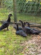 Muskuseenden zoeken nieuwe thuis, Dieren en Toebehoren, Vogels | Overige Vogels, Meerdere dieren, Geringd